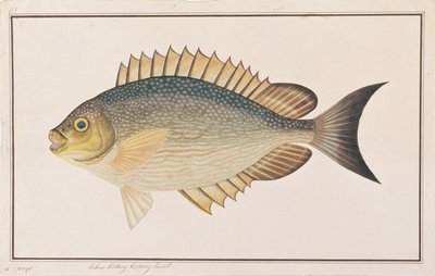 Rabbitfish, from Drawings of Fishes from Malacca, c.1805-18 by Chinese School
